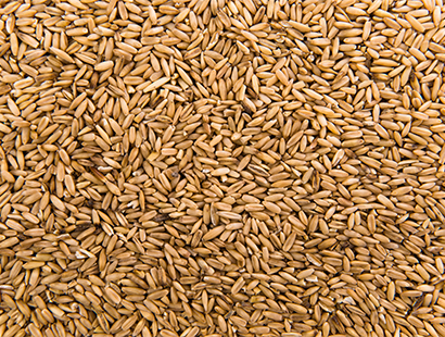 Wheat Hover